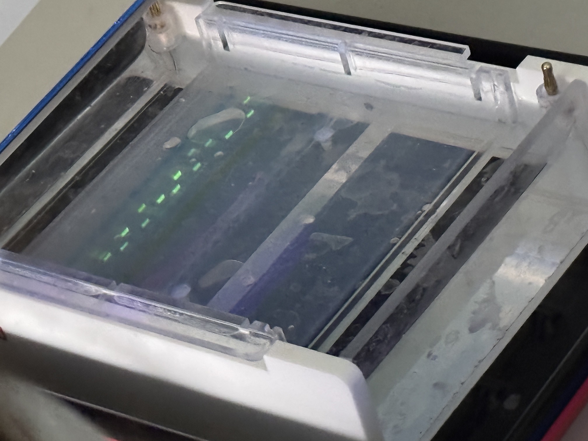 Deutlich erkennbare Bandenmuster im Gelbett